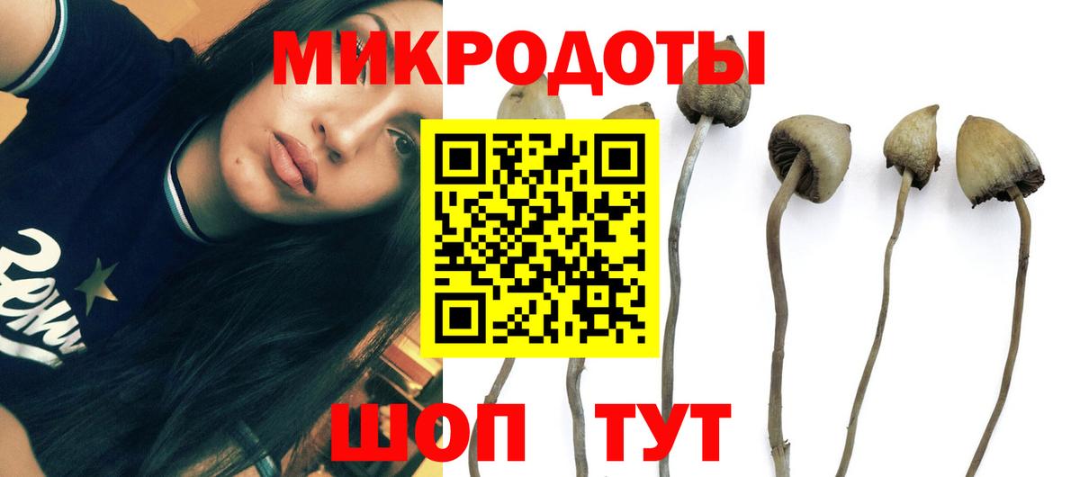 Галлюциногенные грибы Psilocybine cubensis  Вход с VPN  Избербаш 